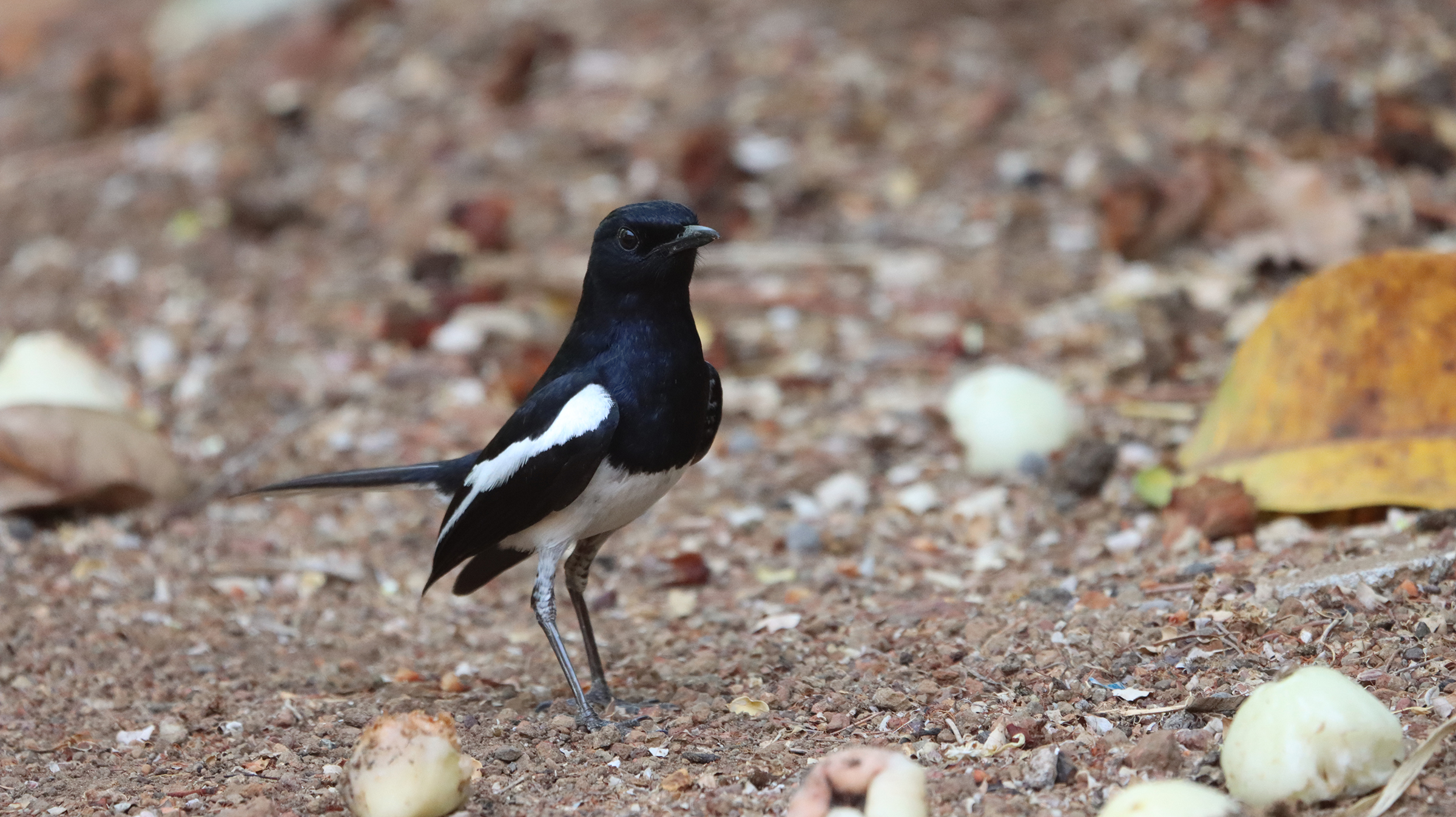 Oriental Magpie Robin